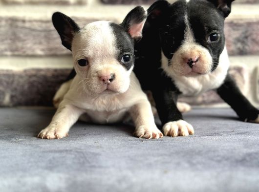 Fransız Bulldog Yavruları görsel