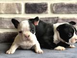 Fransız Bulldog Yavruları