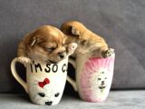 Teacup Morkie Yavruları