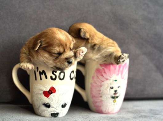 Teacup Morkie Yavruları görsel