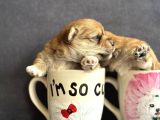 Teacup Morkie Yavruları