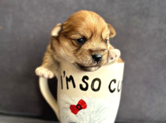 Teacup Morkie Yavruları görsel