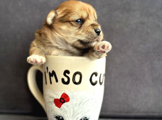 Teacup Morkie Yavruları görsel
