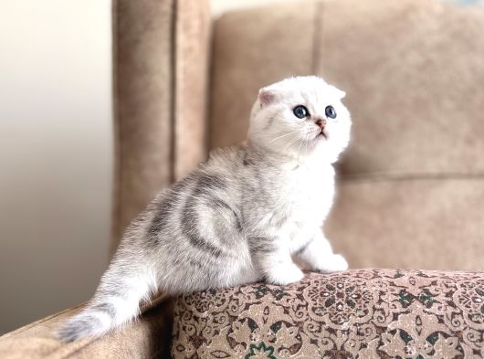 Muhteşem Soy Full Şecereli Anne Babanın Elit Bebeği görsel
