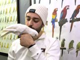 Goffin Kakadu Papağan Full Eğitimli Konuşan