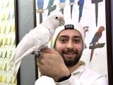 Goffin kakadu papağan Full eğitimli konuşan