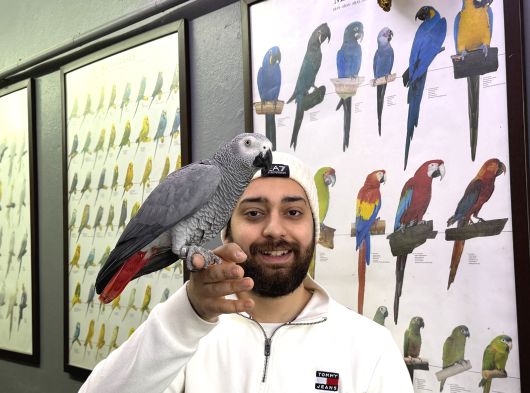 Üst Düzey Konuşan Elde Dans Edem Jako Papağani