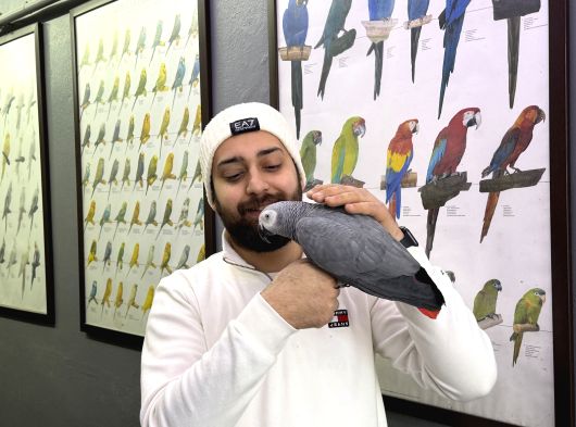 Üst Düzey Konuşan Elde Dans Edem Jako Papağani görsel