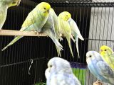 Bebek Sağlikli Yavru Muhabbet Kuşu