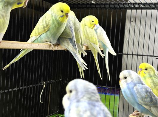 Bebek Sağlikli Yavru Muhabbet Kuşu görsel