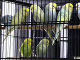 Bebek Sağlikli Yavru Muhabbet Kuşu