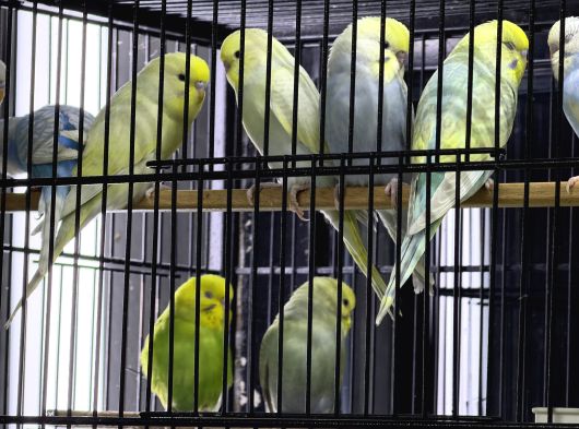 Bebek Sağlikli Yavru Muhabbet Kuşu görsel