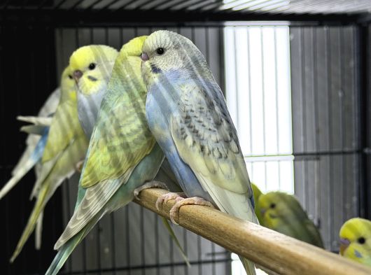 Bebek Sağlikli Yavru Muhabbet Kuşu görsel