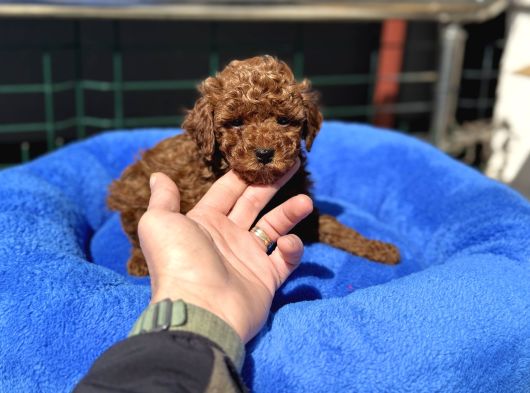 Petmode Köpek Çiftliğinde 10 Adet Toy Poodle Yavrumuz görsel