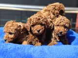 Petmode Köpek Çiftliğinde 10 Adet Toy Poodle Yavrumuz