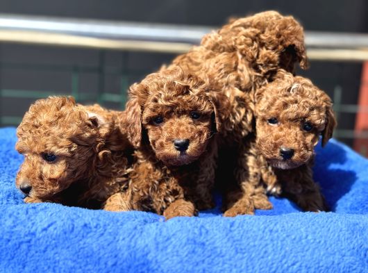 Petmode Köpek Çiftliğinde 10 Adet Toy Poodle Yavrumuz görsel