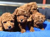 Petmode köpek çiftliğinde 10 adet toy poodle yavrumuz