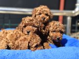 Petmode Köpek Çiftliğinde 10 Adet Toy Poodle Yavrumuz