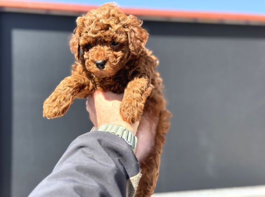 Petmode Köpek Çiftliğinde 10 Adet Toy Poodle Yavrumuz görsel