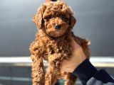 Petmode Köpek Çiftliğinde 10 Adet Toy Poodle Yavrumuz