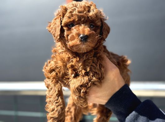 Petmode Köpek Çiftliğinde 10 Adet Toy Poodle Yavrumuz görsel