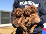 Petmode Köpek Çiftliğinde 10 Adet Toy Poodle Yavrumuz