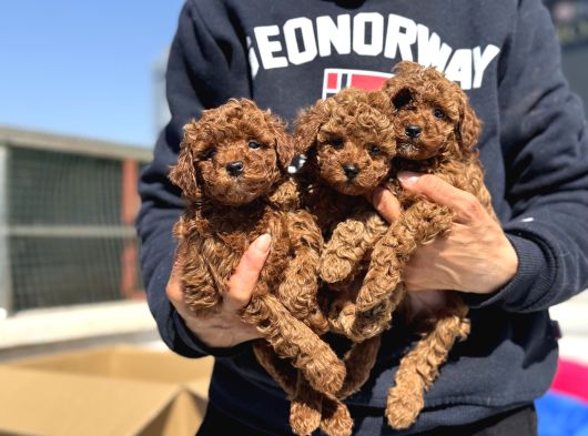 Petmode Köpek Çiftliğinde 10 Adet Toy Poodle Yavrumuz görsel