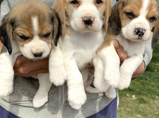 Şirin Beagle yavrularımız