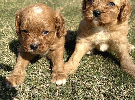 Cavapoo Yavrularımız görsel