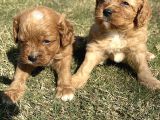 Cavapoo Yavrularımız