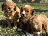 Cavapoo yavrularımız