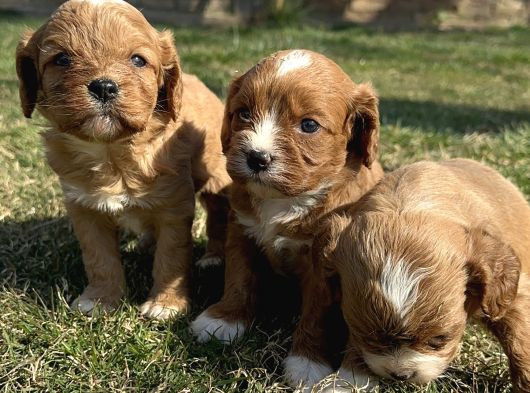 Cavapoo yavrularımız