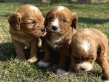 Cavapoo Yavrularımız