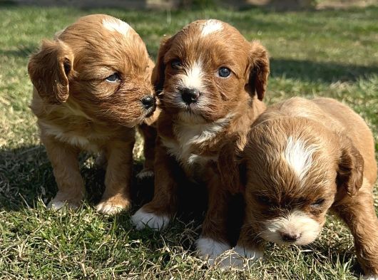 Cavapoo Yavrularımız görsel