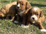 Cavapoo Yavrularımız