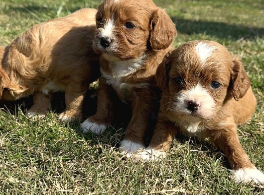 Cavapoo Yavrularımız görsel