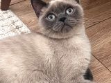 British Short Hair Manx Tipi Erkek Kedi