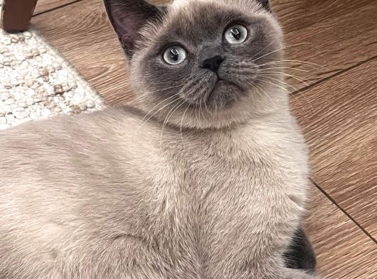 British Short Hair Manx Tipi Erkek Kedi