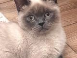 British Short Hair Manx Tipi Erkek Kedi