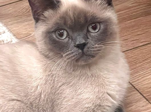 British Short Hair Manx Tipi Erkek Kedi görsel