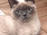 British Short Hair Manx Tipi Erkek Kedi