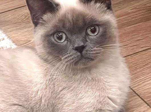 British Short Hair Manx Tipi Erkek Kedi görsel