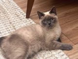British Short Hair Manx Tipi Erkek Kedi