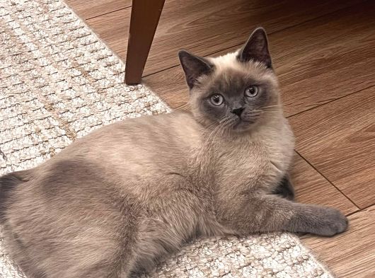 British Short Hair Manx Tipi Erkek Kedi görsel