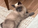 British Short Hair Manx Tipi Erkek Kedi