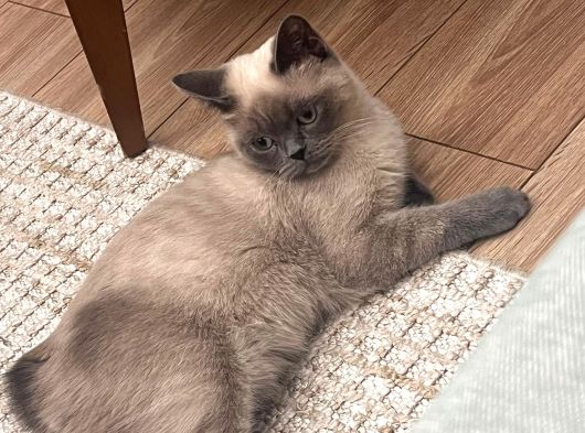 British Short Hair Manx Tipi Erkek Kedi görsel