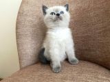 A Kalite British Shorthair Blue Point Yavrular Yer Ankara