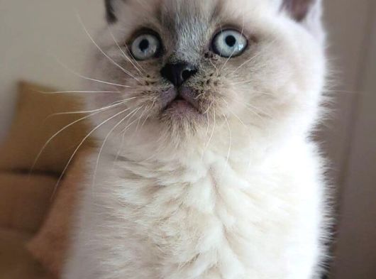 A Kalite British Shorthair Blue Point Yavrular Yer Ankara