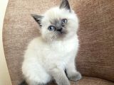 A Kalite British Shorthair Blue Point Yavrular Yer Ankara