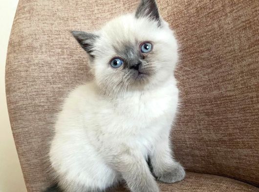 A Kalite British Shorthair Blue Point Yavrular Yer Ankara görsel